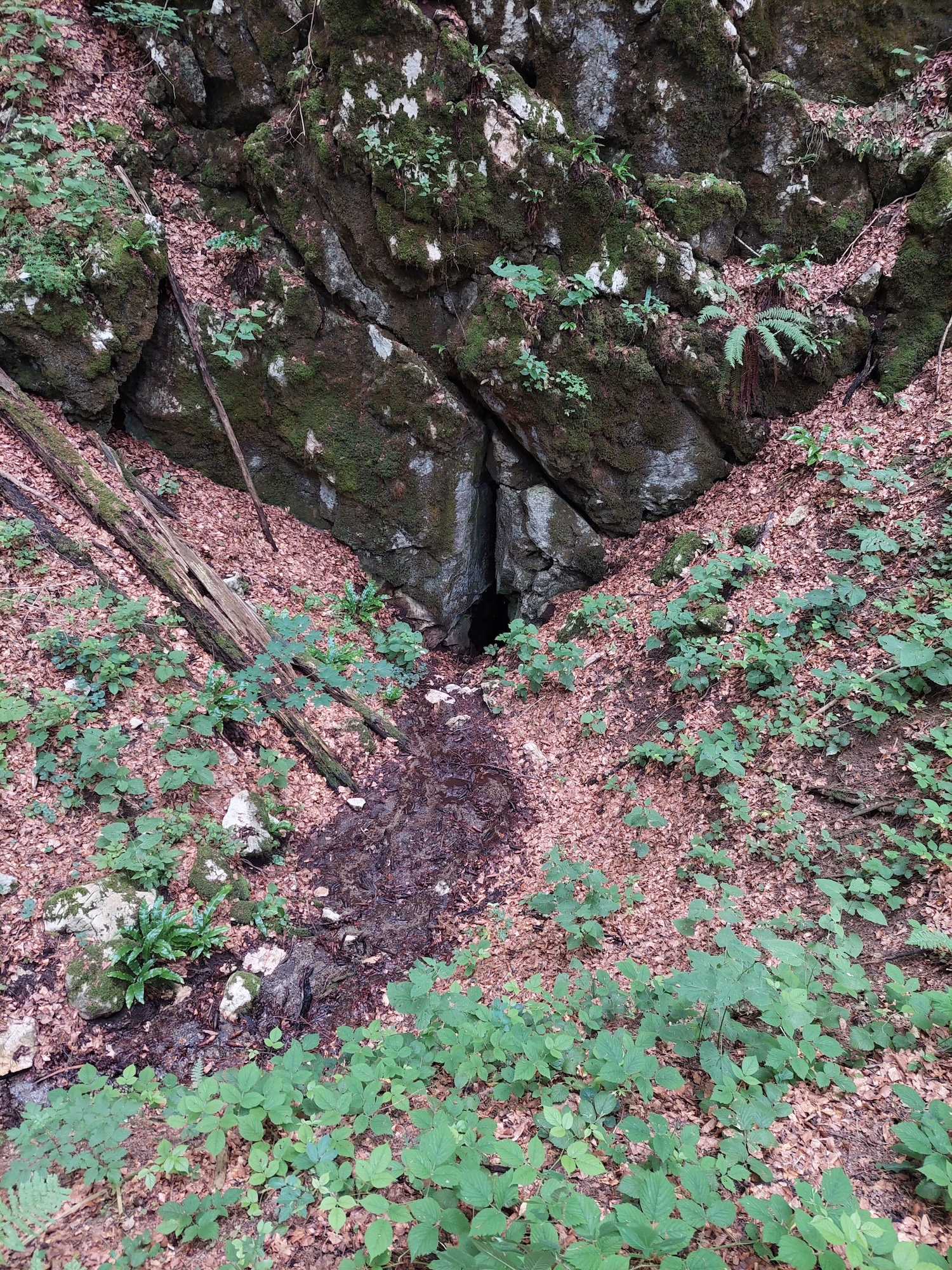 Peştera nr.3 de la Cârneală - Image 1